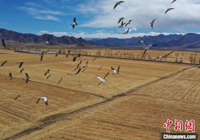 圖為黑頸鶴在拉薩市林周縣境內(nèi)飛翔?！∝暩聛硭?攝