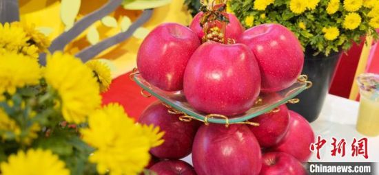 2021年10月15日，中國(guó)蘋果首屆產(chǎn)銷峰會(huì)暨甘肅平?jīng)龉焚Q(mào)易大會(huì)在平?jīng)鍪徐o寧縣開幕。(資料圖) 魏建軍 攝