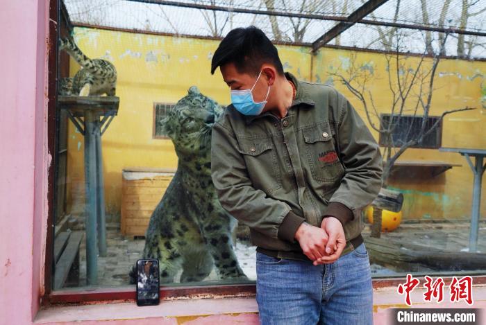 圖為雪豹“奶爸”史壽軍直播休息時與雪豹互動。　馬銘言 攝