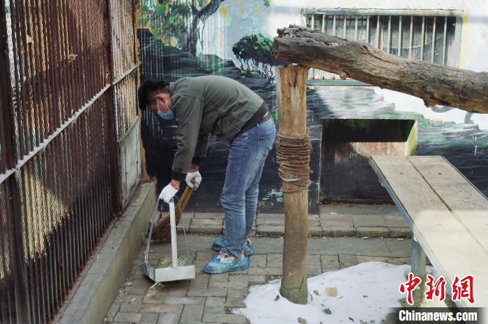 圖為雪豹“奶爸”史壽軍正在打掃豹館衛(wèi)生?！●R銘言 攝