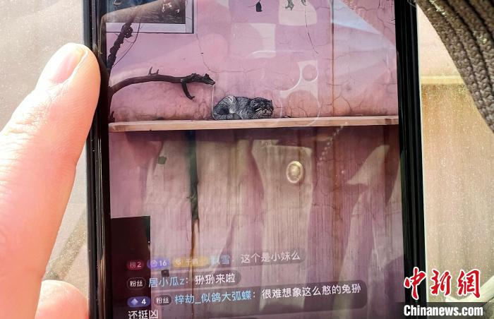 圖為雪豹“奶爸”史壽軍正在直播。　馬銘言 攝