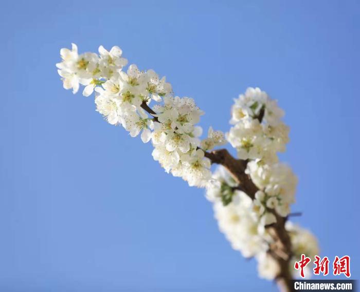 李花盛開?！『吻搴?攝