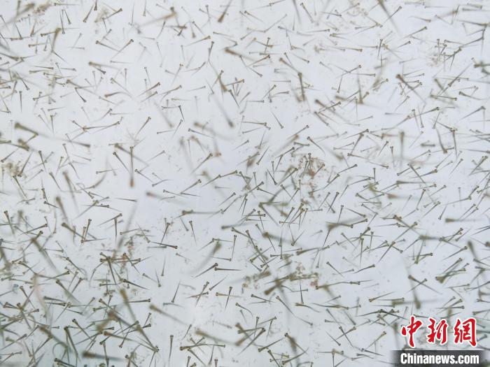 圖為魚苗?！?zhí)砀?攝