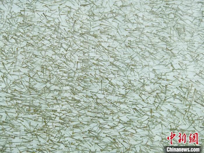 圖為密集培育的魚苗?！?zhí)砀?攝