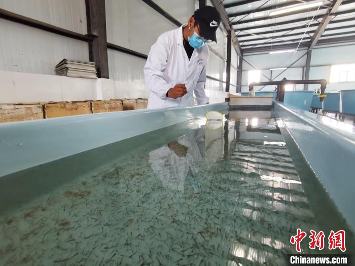 圖為工作人員檢查魚苗。　張?zhí)砀?攝