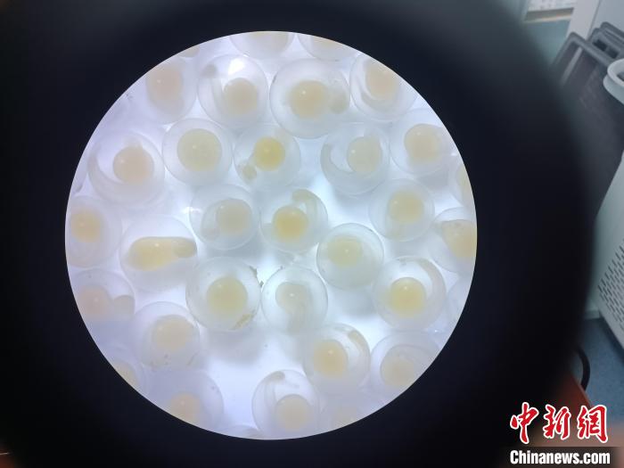 圖為顯微鏡下的魚卵?！∏嗪：沲幘茸o中心 供圖