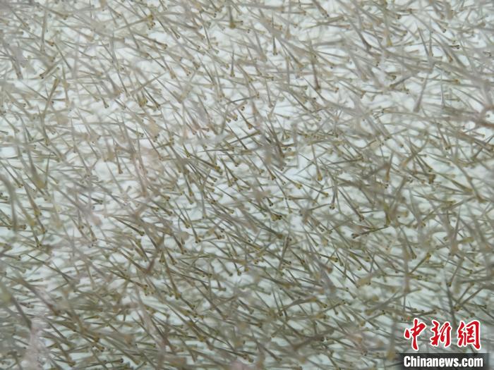 圖為密集分布的魚苗?！?zhí)砀?攝