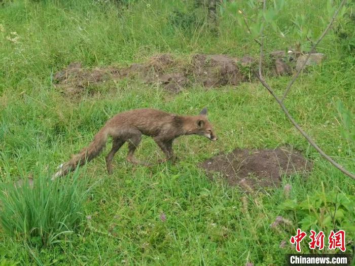 青?；ブ骄戎鷩叶壉Ｗo(hù)野生動物赤狐