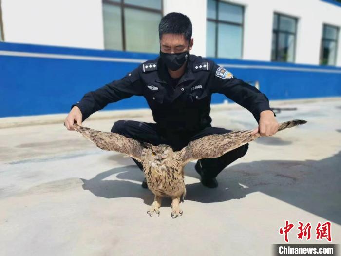 青海互助警民聯(lián)手救助國家二級(jí)保護(hù)野生動(dòng)物雕鸮