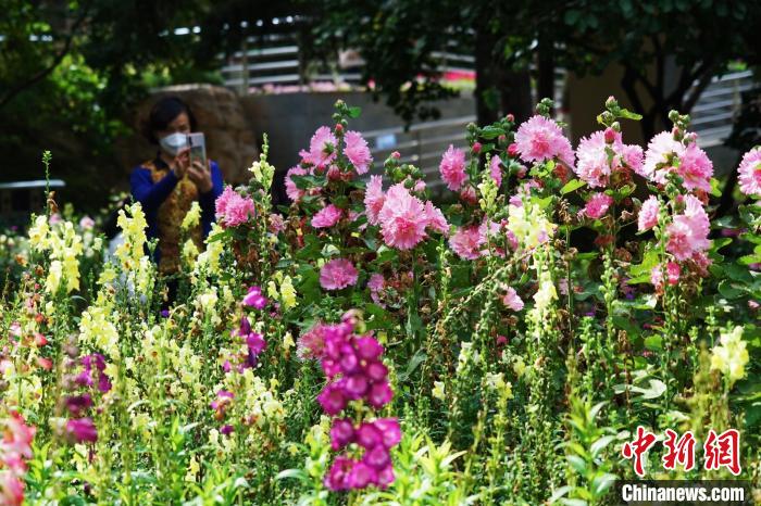 圖為市民在西寧園林植物園內(nèi)賞花拍照。　馬銘言 攝