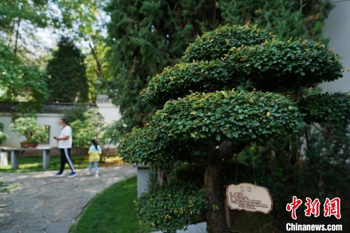 圖為在西寧園林植物園內(nèi)，造型奇特的盆景吸引市民?！●R銘言 攝