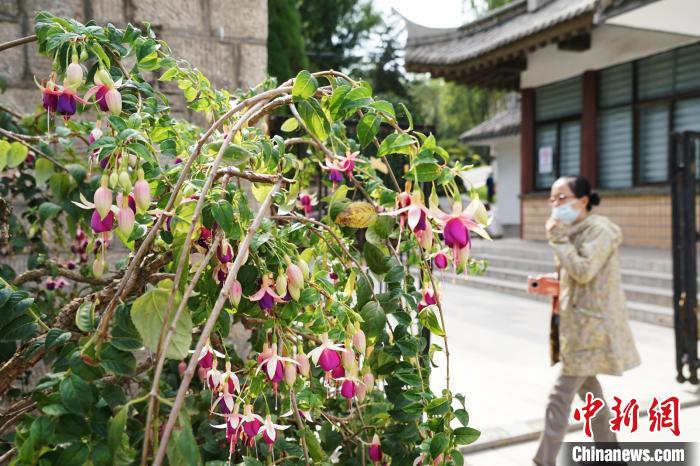 圖為市民在西寧園林植物園內(nèi)觀賞花卉。　馬銘言 攝