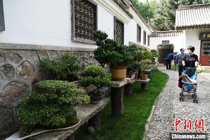 圖為市民在西寧園林植物園內(nèi)觀賞盆景?！●R銘言 攝