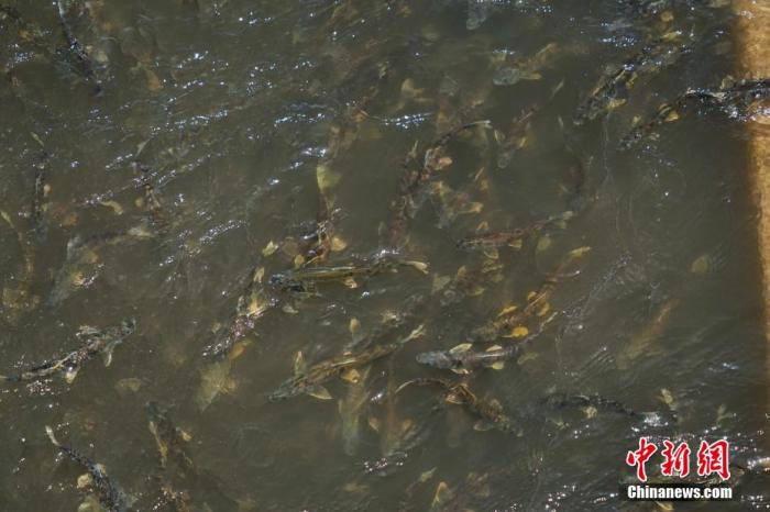 資料圖：圖為今年5月底到8月初，青海湟魚洄游產(chǎn)卵 馬銘言攝
