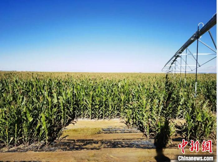 青?！凹Z改飼”項(xiàng)目收儲(chǔ)飼草44萬(wàn)余噸