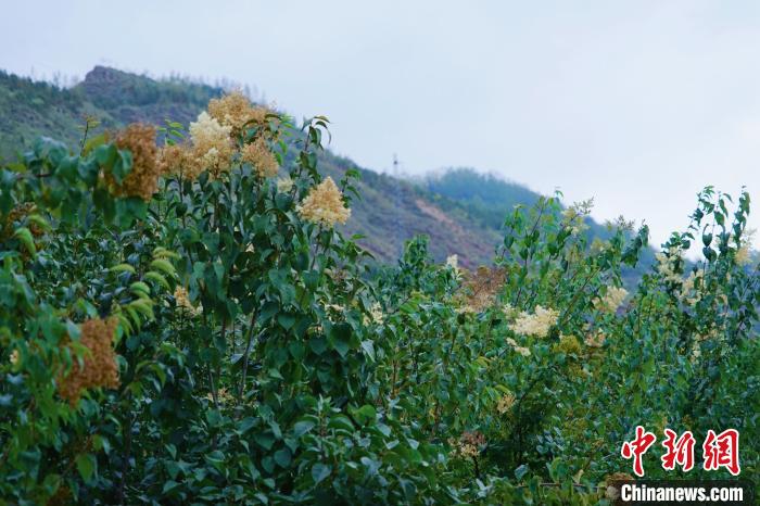 圖為西寧北山上的丁香樹?！●R銘言 攝