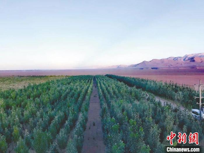 圖為格爾木境內(nèi)種植的綠樹。　格爾木融媒體中心供圖