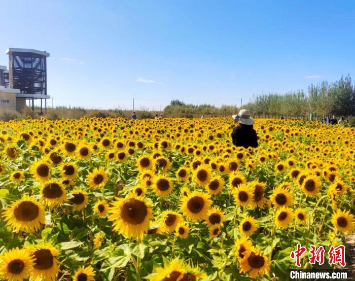 圖為格爾木境內(nèi)的向日葵花海?！「駹柲救诿襟w中心供圖