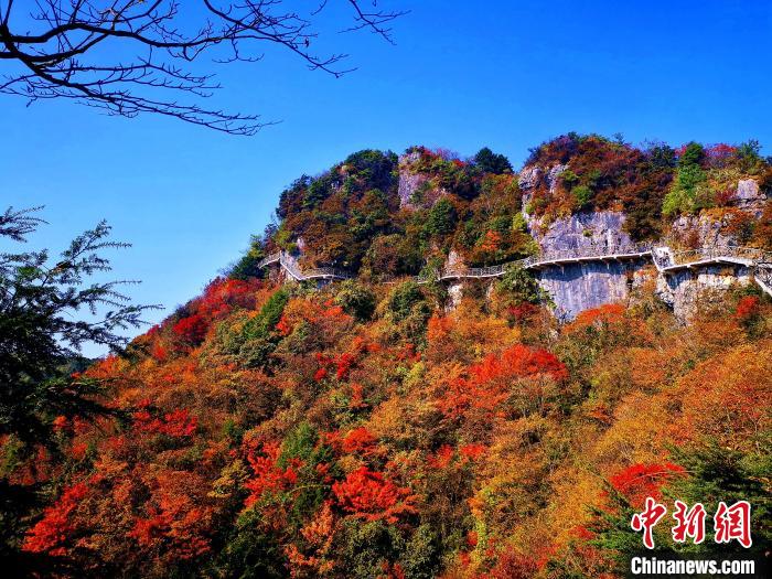 巴山大峽谷漫天紅葉?！埰?攝