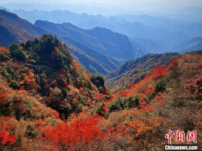 巴山大峽谷漫天紅葉。　張平 攝