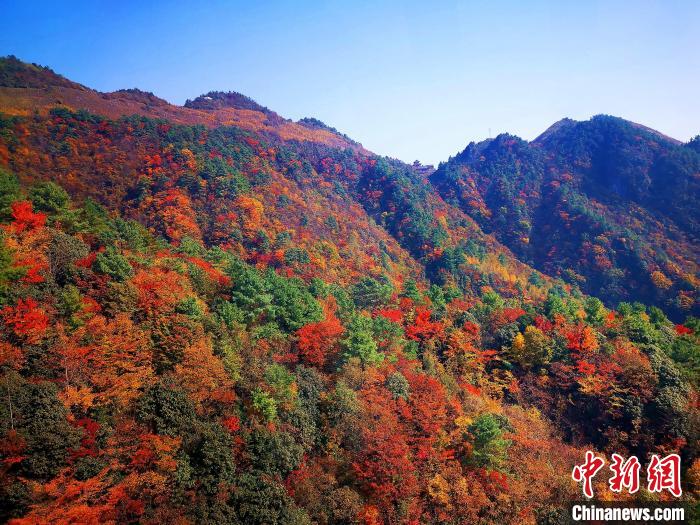 巴山大峽谷漫天紅葉?！埰?攝