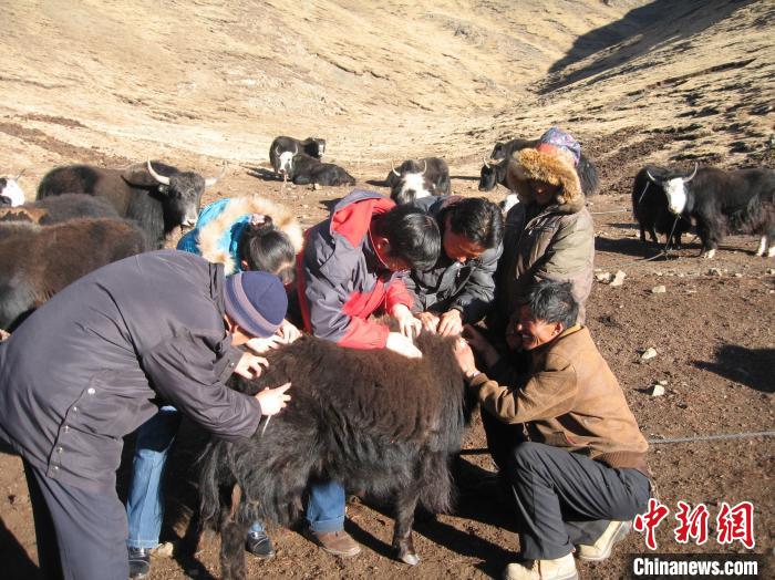 資料圖為研究團(tuán)隊(duì)在青南高原地區(qū)開(kāi)展了牦牛寄生蟲(chóng)病流行病學(xué)和防治技術(shù)研究?！?青海省畜牧獸醫(yī)科學(xué)院供圖