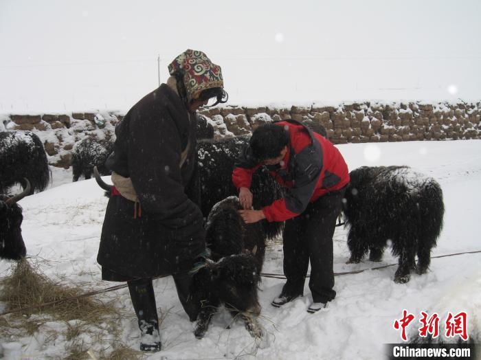 資料圖為研究團(tuán)隊(duì)在達(dá)日縣檢查牛背部皮蠅幼蟲(chóng)感染情況?！?青海省畜牧獸醫(yī)科學(xué)院供圖