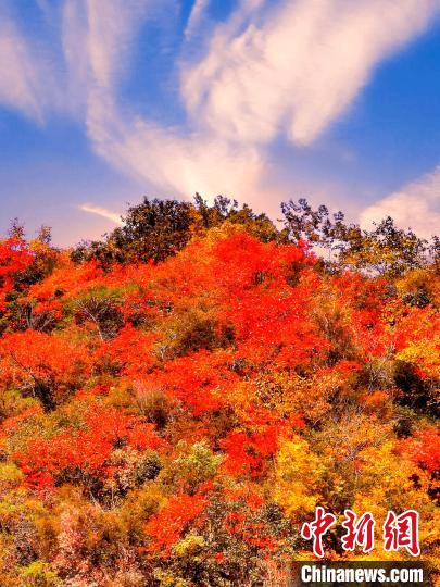 萬源深秋紅葉似火?！≈炱桨?　攝