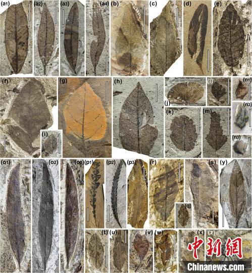 中始新世熱魯化石植物群(4500萬(wàn)–4000萬(wàn)年前)?！≈锌圃呵嗖馗咴?供圖