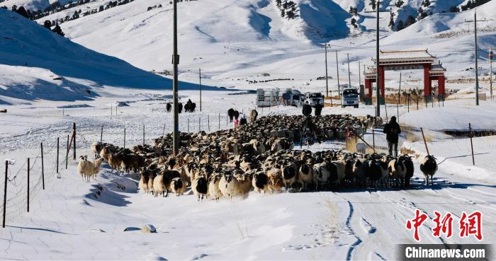 圖為村民在雪地上放牧?！《继m縣融媒體中心供圖