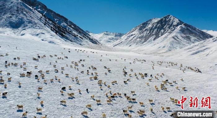 圖為羊群在雪地里覓食?！《继m縣融媒體中心供圖