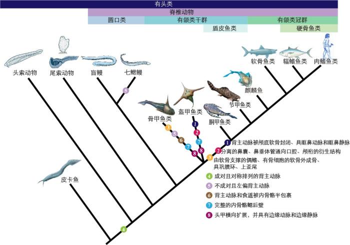 一些關(guān)鍵特征在脊索動物中的演化?！∶宪版?繪圖 攝