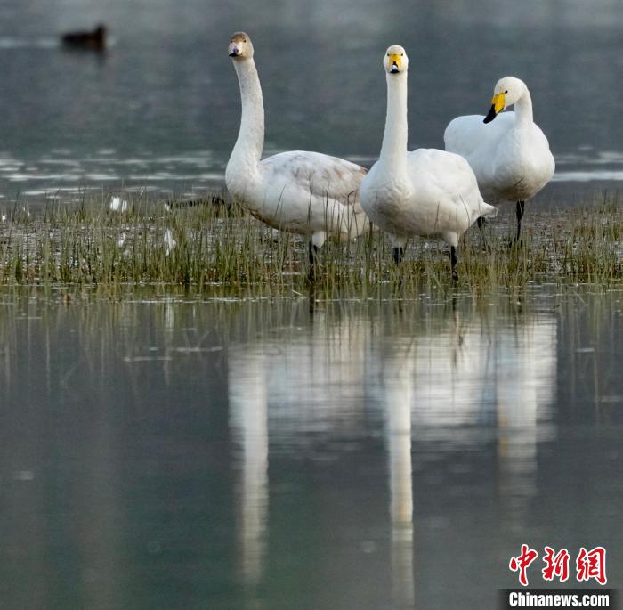 圖為三只大天鵝?！±钣穹?攝