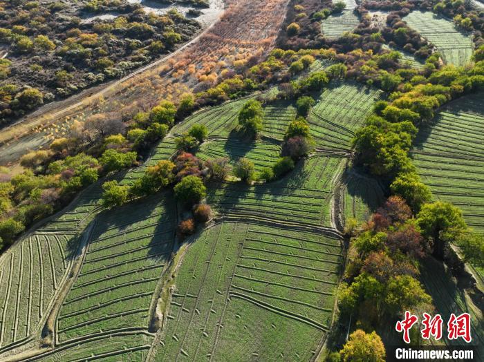 圖為11月8日，雅魯藏布江畔的高原梯田。　董志雄 攝