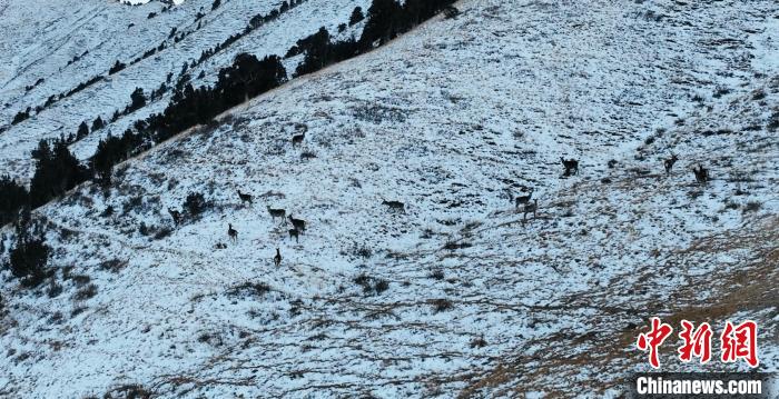 圖為巖羊和馬鹿集體在雪地里休憩?！《继m縣融媒體中心 供圖