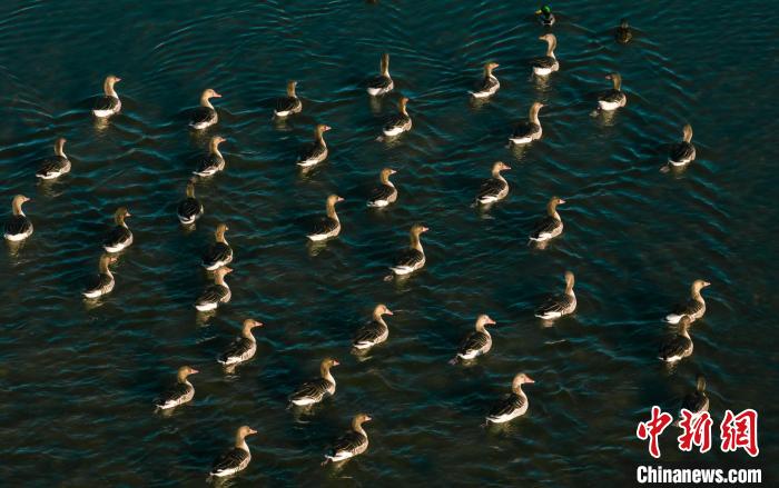 圖為湖中的野生鳥類。　何啟金 攝