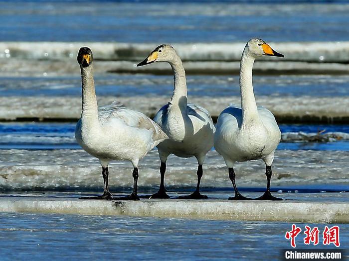 圖為三只天鵝在湖面上曬太陽?！『螁⒔?攝
