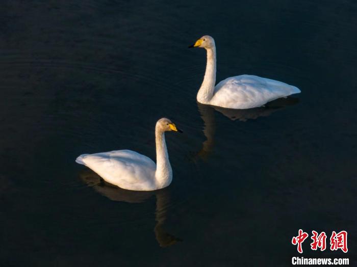 圖為兩只天鵝在湖中游蕩?！『螁⒔?攝