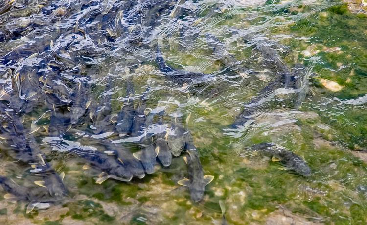 青海湖裸鯉（湟魚）洄游。周元峰攝