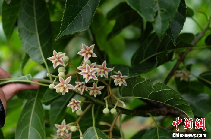 圖為古林箐近地保護的滇桐首次開花?！±顕?攝