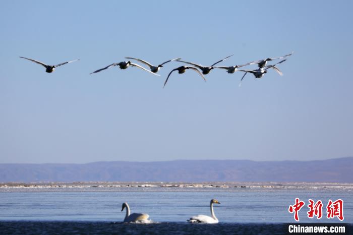圖為大天鵝在青海湖上空飛翔?！●R怡睿 攝