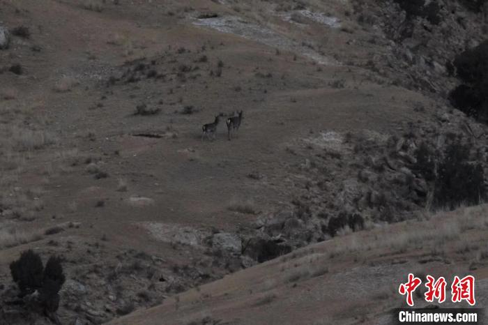 圖為兩只馬鹿在山坡上行走?！〔湃?攝