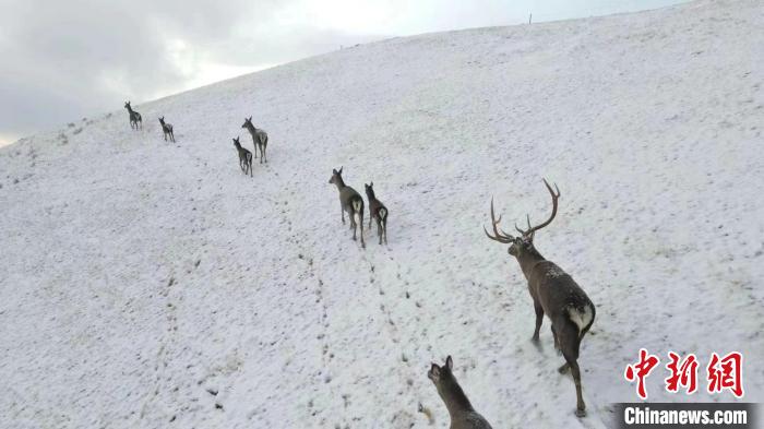 圖為馬鹿群在雪地里行走?！〔湃?攝