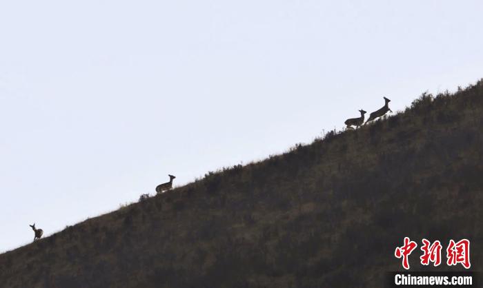 圖為狍鹿在山坡上漫步?！〔彭?xiàng)南加 攝