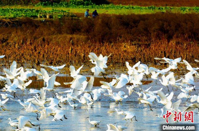 成都白鷺灣濕地公園?！“討?攝