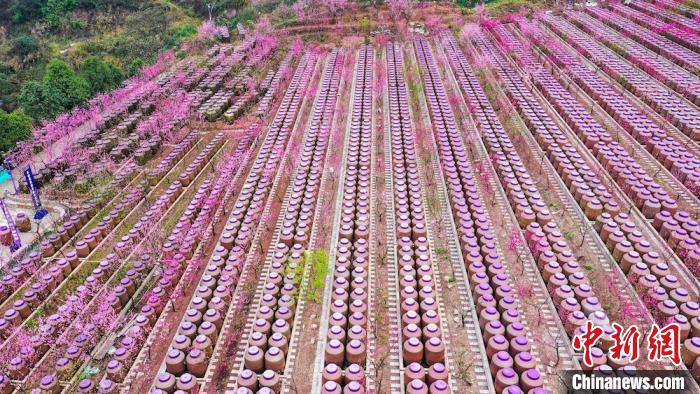 灼灼桃花惹人醉。　劉媛 攝
