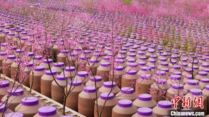 桃花和酒壇相映成趣?！∫足?攝