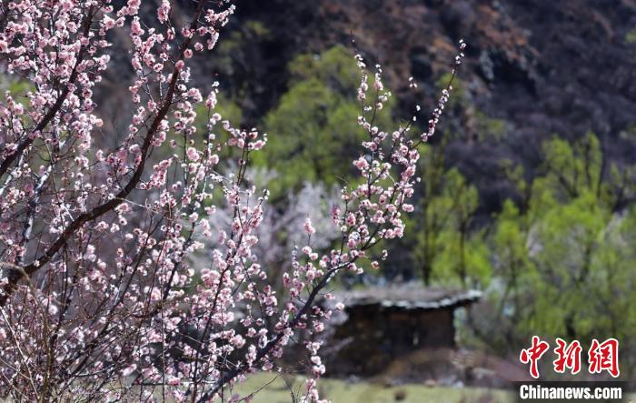 白玉縣河谷間盛開的桃花?！“子袢诿?攝