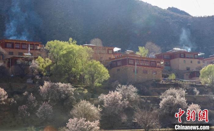 暖陽(yáng)下白玉縣河坡鎮(zhèn)正在盛開的桃花與藏式民居?！“子袢诿?攝