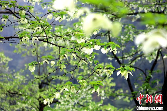 珙桐在春末夏初之際開花，花期較短?！螚?攝
